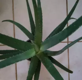 Alveja / Алоэ / Aloe vera