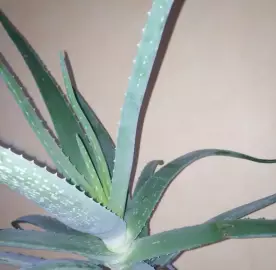 Alveja / Алоэ / Aloe vera