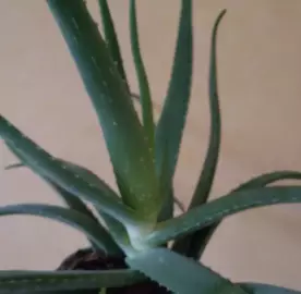 Alveja / Алоэ / Aloe vera