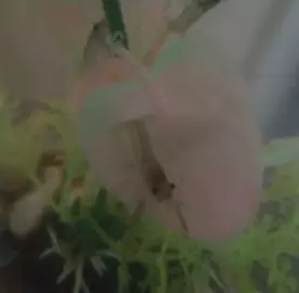 Vēži / Раки / Crawfishes