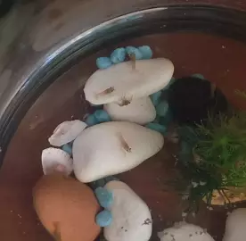 Vēži / Раки / Crawfishes