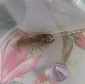 Vēži / Раки / Crawfishes