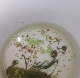 Vēži / Раки / Crawfishes