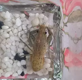 Vēži / Раки / Crawfishes