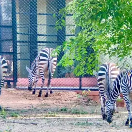 Export and Import Animal Services in Thailand
